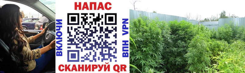 Купить  Лабинск  Марихуана гибрид 